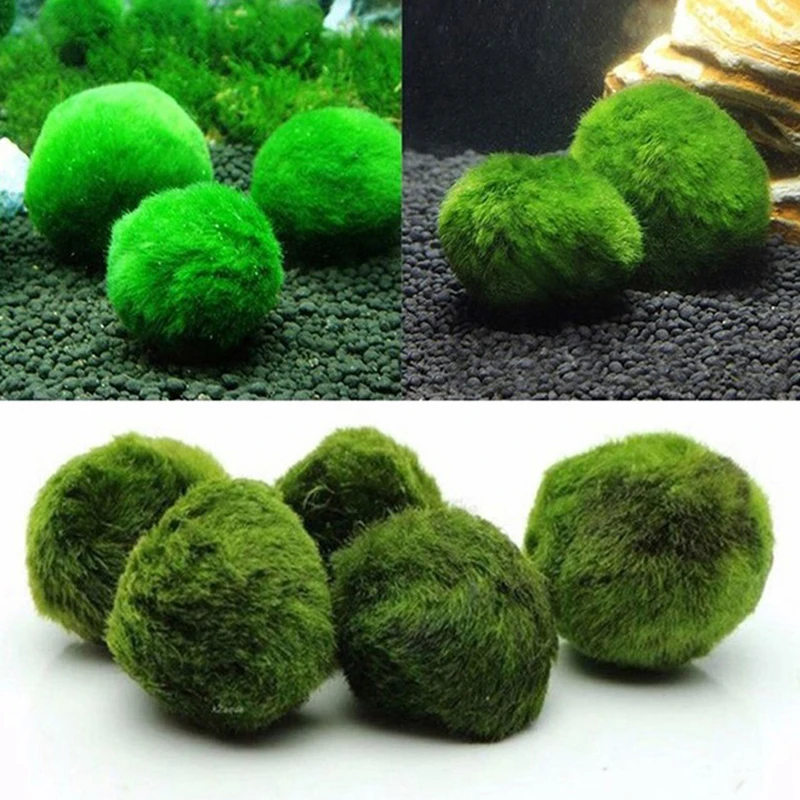 Planted Aquarium Maintenance - 1 pièce Boules de mousse de