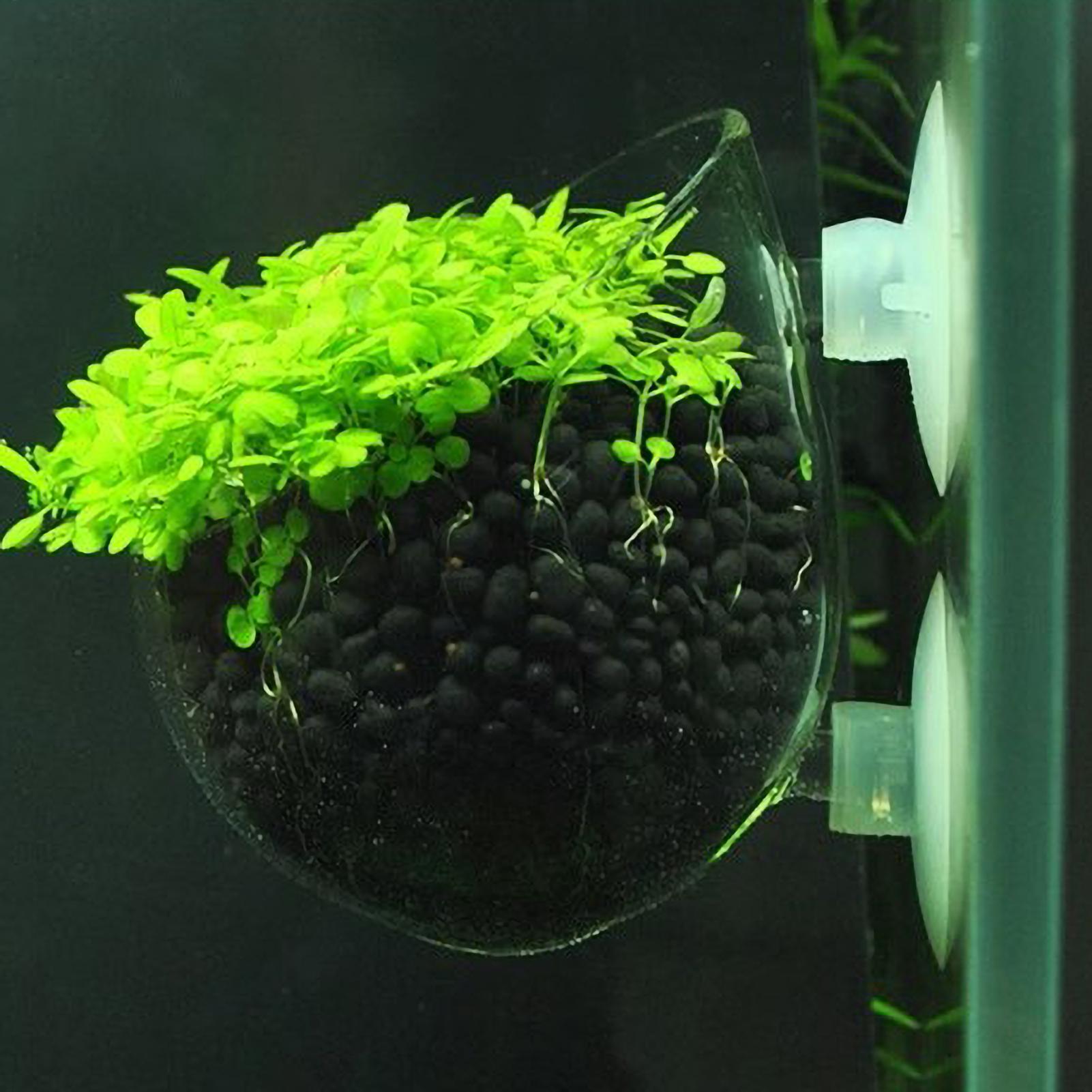 Planted Aquarium Maintenance - Support pour plantes d'aquarium en verre