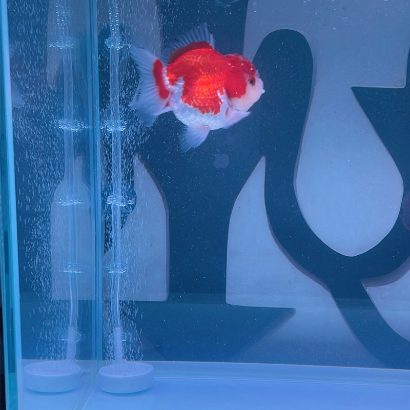 Ventouse pour aquarium, 10 piè - Aquarium Lily Pipe avis et prix