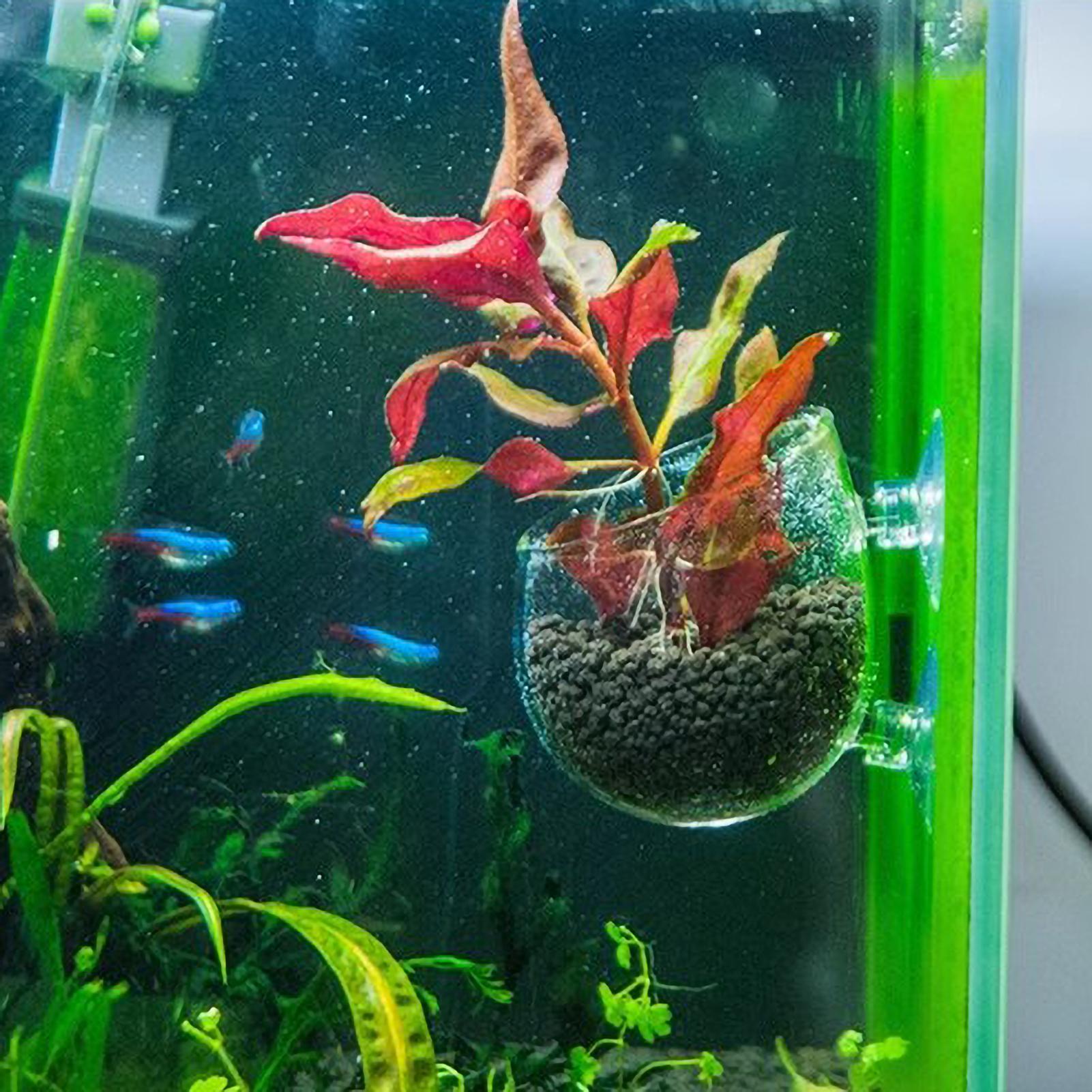 Support pour plantes d'aquariu - Planted Aquarium Maintenance avis et prix