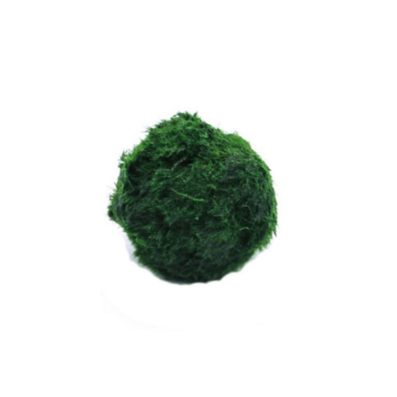 Boules de mousse Marimo, plant - Planted Aquarium Maintenance avis et prix