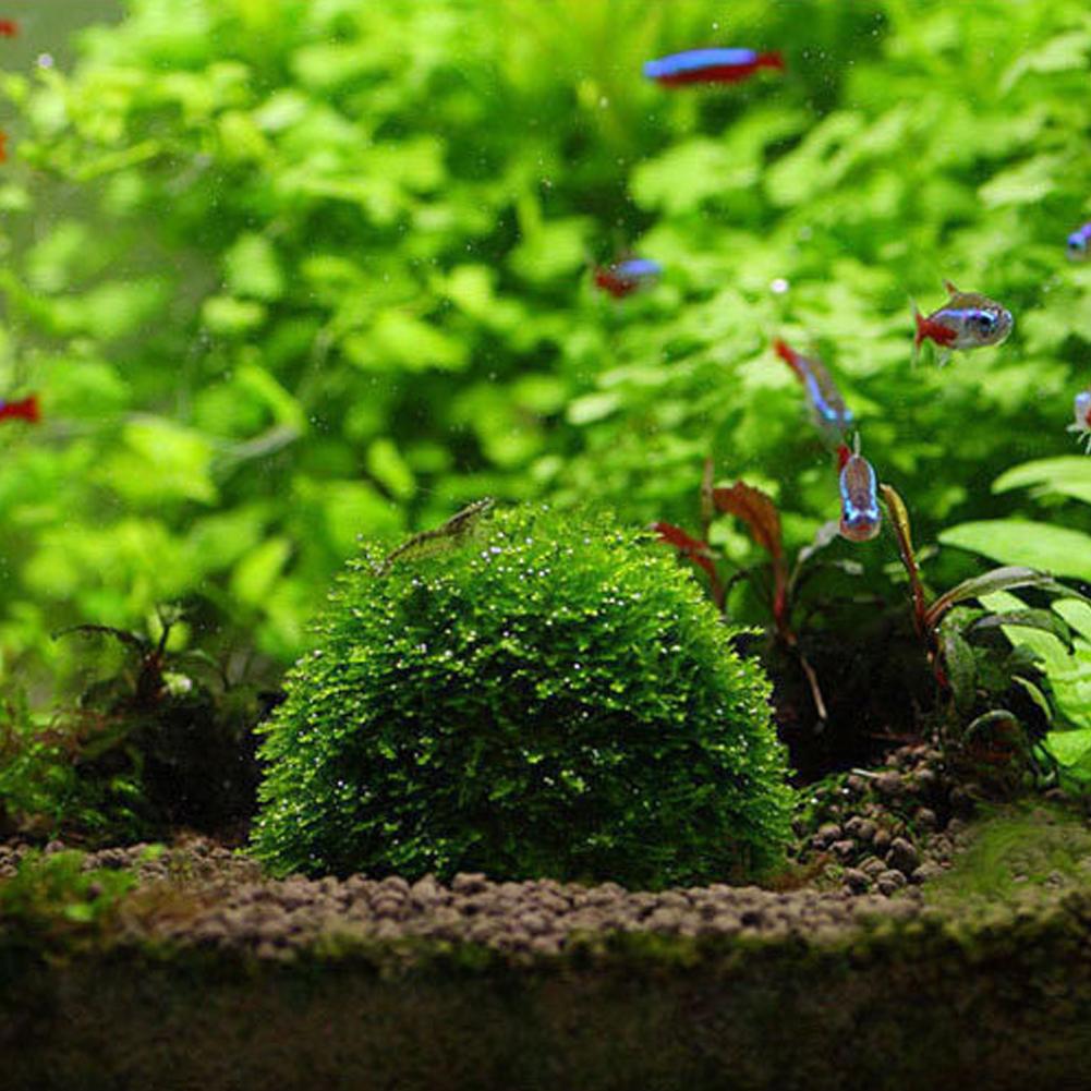 Support de boule de Bio mousse - Aquarium Plant Red avis et prix