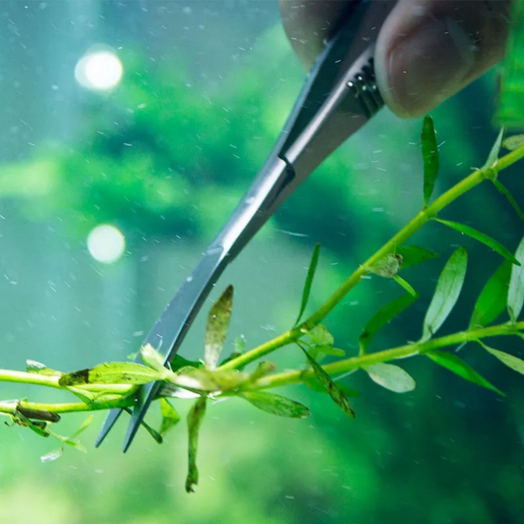 Ciseaux à ressort droits et in - Aquarium Plant Utensils avis et prix