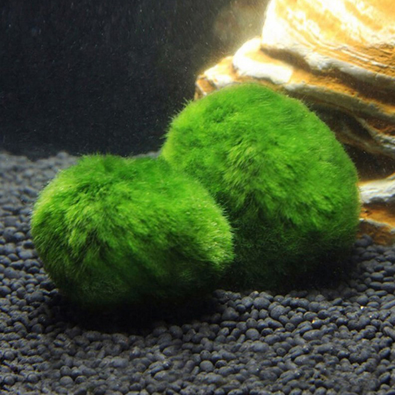 Boules de mousse Marimo vivant - Planted Aquarium Maintenance avis et prix
